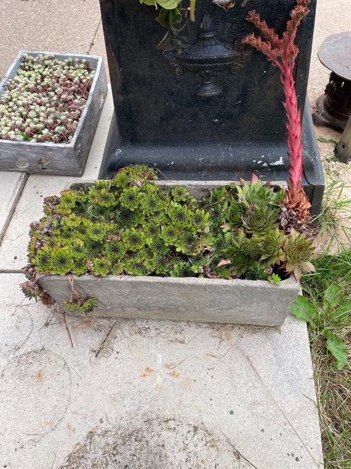 Buy & Sell Oldbrook Milton Milton Keynes - Photos for Plant Pot with flowering plant
