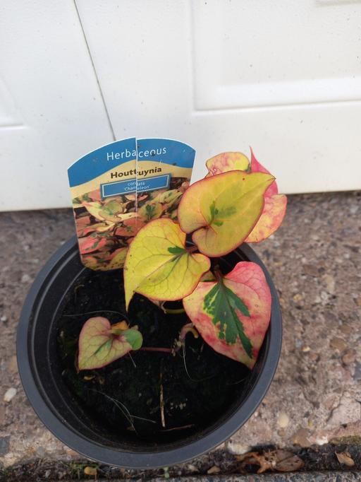 Buy & Sell Kings Heath Birmingham - Photos for Houttuynia cordata