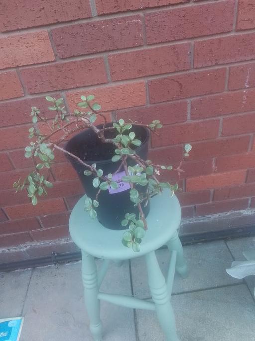 Buy & Sell Aldridge Walsall - Photos for MONEY PENNY PLANT