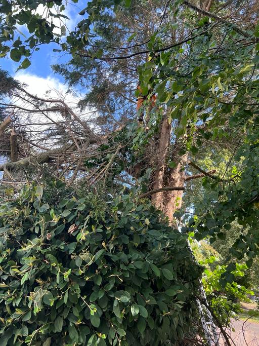 Buy & Sell Moseley Birmingham - Photos for Tree cutting and removal and hedges treem ,gr