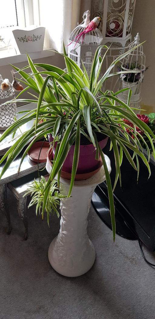 Buy & Sell Kings Norton Birmingham - Photos for Large spider plant with cuttings
