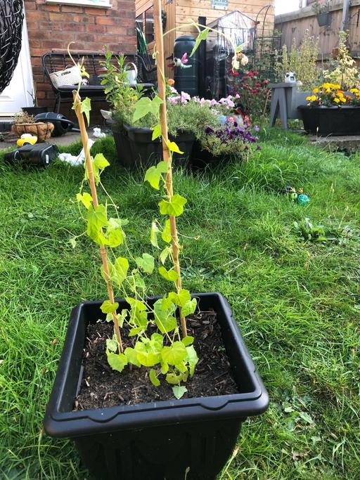 Buy & Sell Stow Heath Wolverhampton - Photos for Cucamelon plant