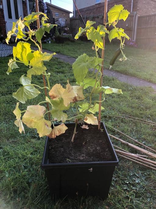 Buy & Sell Stow Heath Wolverhampton - Photos for Cucumber plant🥒