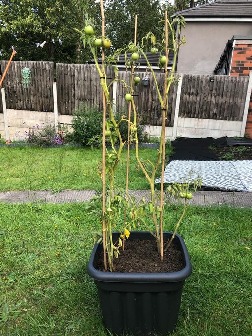 Buy & Sell Stow Heath Wolverhampton - Photos for Tomato plant🍅