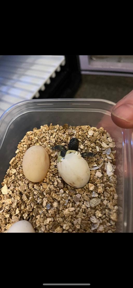 Buy & Sell Rubery Birmingham - Photos for Egg incubator