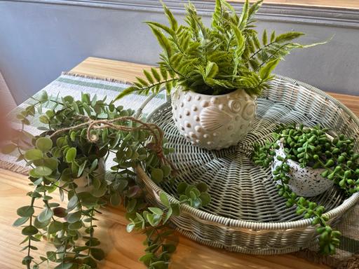 Buy & Sell Bartley Green Birmingham - Photos for Homesense artificial plants