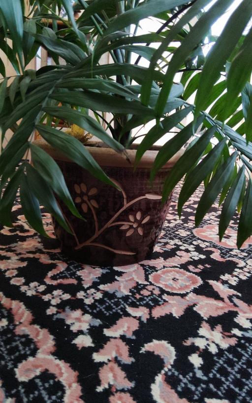 Buy & Sell Brighton Brighton - Photos for Large houseplant for sale