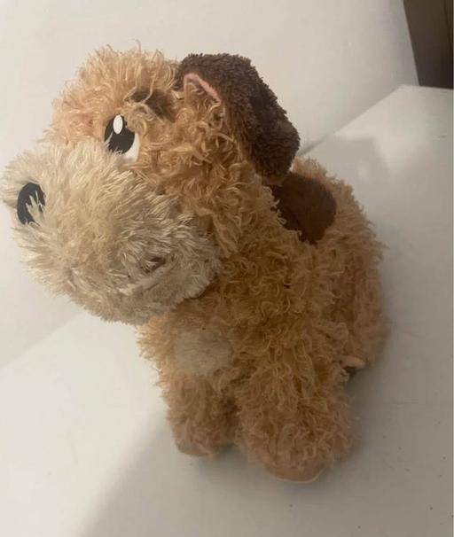 Buy & Sell St Giles Lincoln - Photos for Lucky toy dog