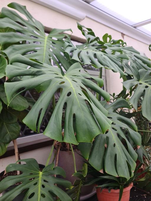 Buy & Sell Lilley North Hertfordshire - Photos for Very healthy large cheese plant