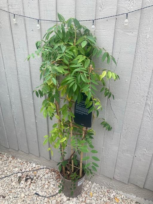 Buy & Sell Kitts Green Birmingham - Photos for Wisteria plant