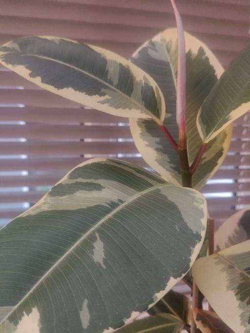 Buy & Sell Perry Barr Birmingham - Photos for Rubber Plant