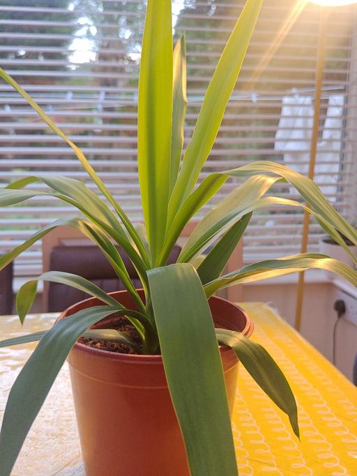 Buy & Sell Perry Barr Birmingham - Photos for Yucca Plant