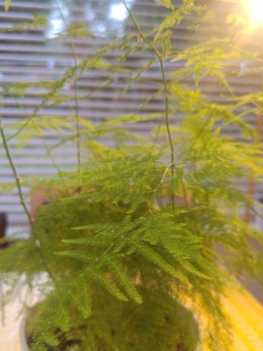 Buy & Sell Perry Barr Birmingham - Photos for Asparagus Fern Plant