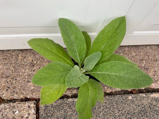 Buy & Sell Stirchley Birmingham - Photos for Verbascum mullein