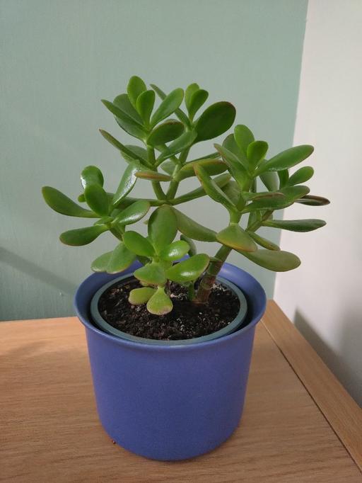 Buy & Sell Moxley Walsall - Photos for Money plant (pot included)