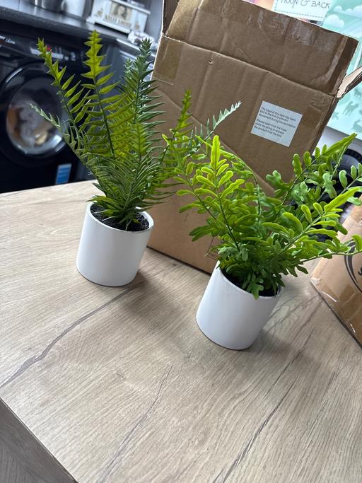Buy & Sell Duckmanton Chesterfield - Photos for Set of 2 fern white ceramic pots