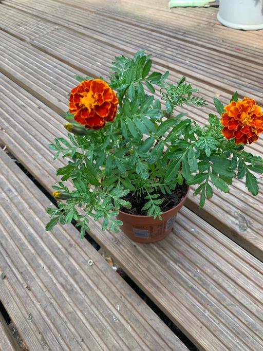 Buy & Sell Chadwell Heath Redbridge - Photos for 4 Marygold plants