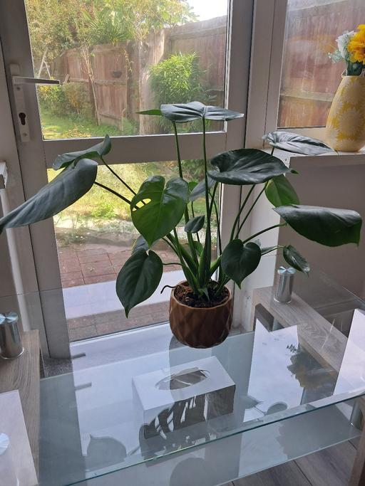 Buy & Sell Hamstead Industrial Estate Birmingham - Photos for HOUSE PLANT