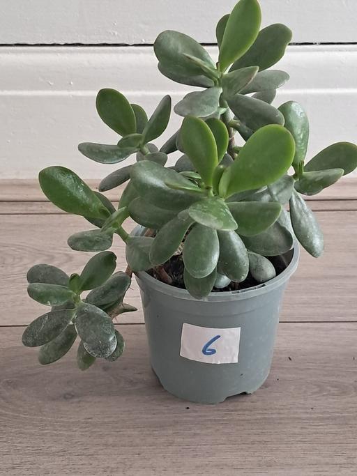 Buy & Sell Handsworth Birmingham - Photos for HOUSE PLANT