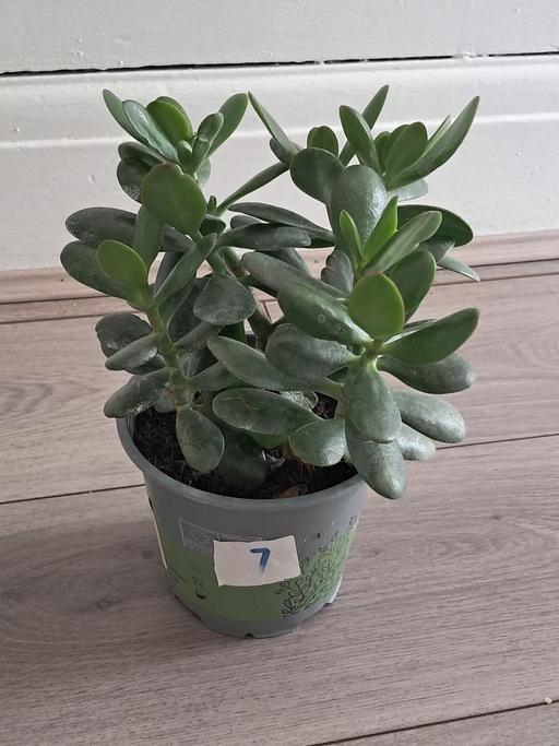 Buy & Sell Hamstead Industrial Estate Birmingham - Photos for HOUSE PLANT