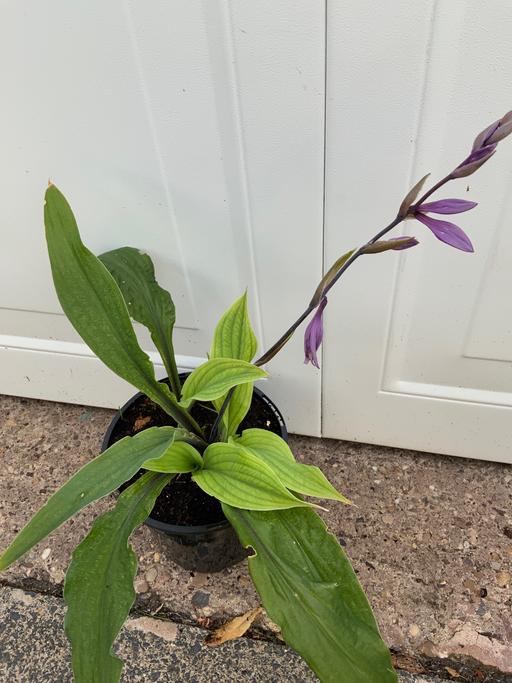 Buy & Sell Stirchley Birmingham - Photos for Hosta Lipstick Blonde
