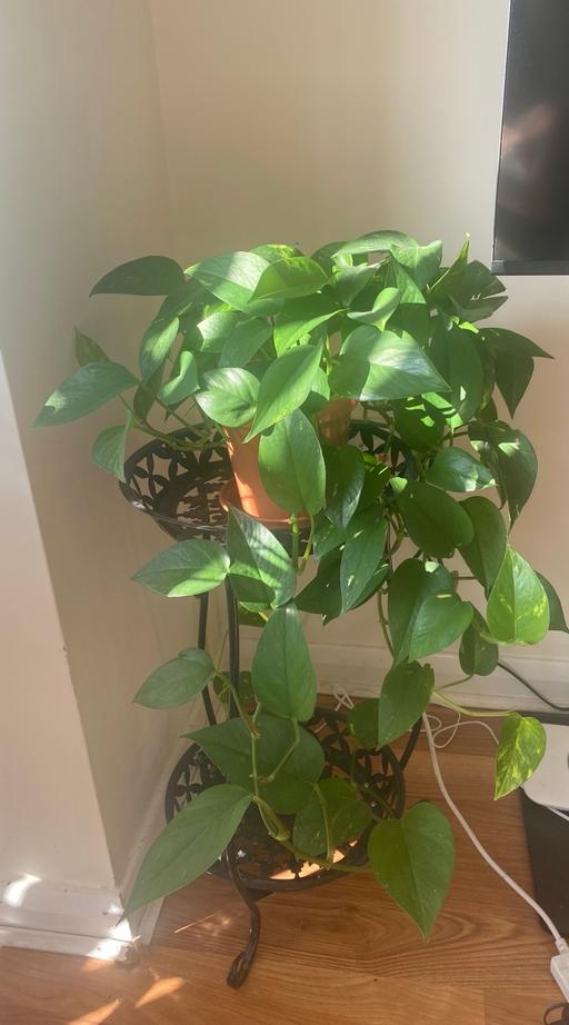 Buy & Sell Netherthorpe Sheffield - Photos for Golden Pothos indoor plant