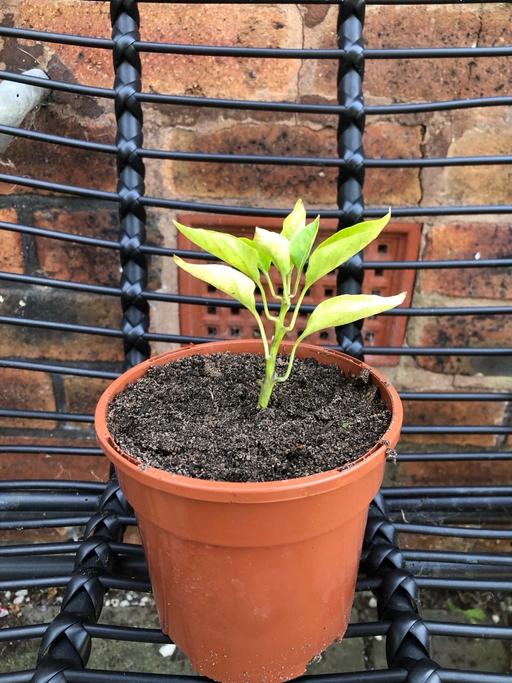 Buy & Sell Bilston Wolverhampton - Photos for Pepper plant