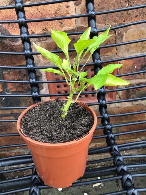 Buy & Sell Stow Heath Wolverhampton - Photos for Pepper plant