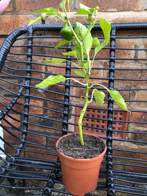 Buy & Sell Bilston Wolverhampton - Photos for Pepper plant
