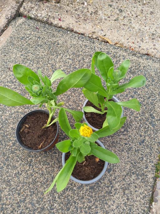 Buy & Sell Stirchley Birmingham - Photos for Calendula Pot Marigold