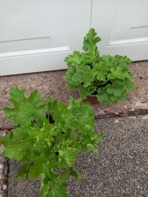 Buy & Sell Stirchley Birmingham - Photos for Heuchera