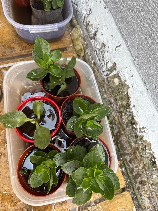 Buy & Sell East Ham East London - Photos for Flowers