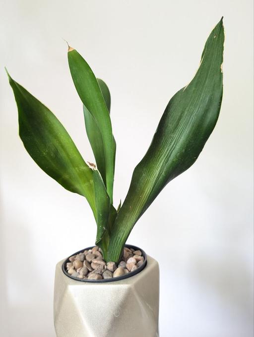 Buy & Sell Blackhorse Road East London - Photos for Sansevieria house plant