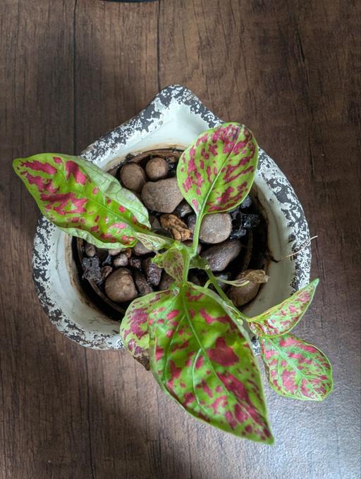 Buy & Sell Blackhorse Road East London - Photos for Hypoestes red indoor plant