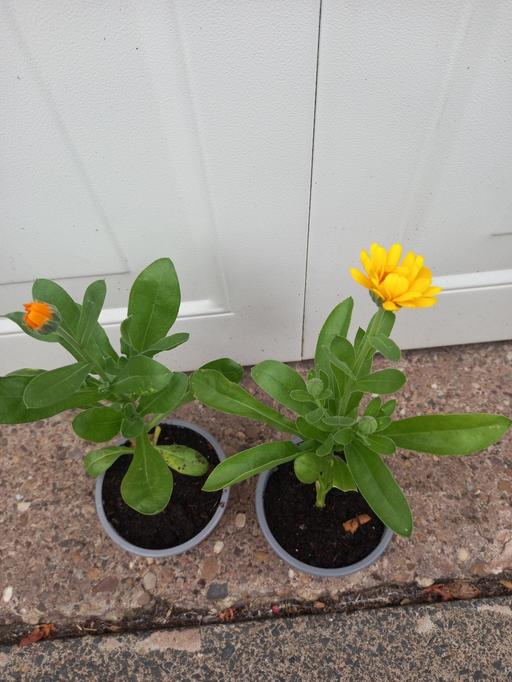 Buy & Sell Bournville Birmingham - Photos for Calendula Pot Marigold