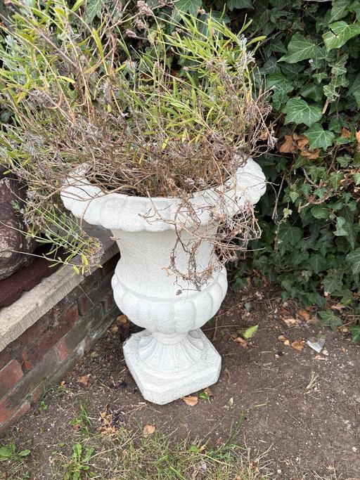 Buy & Sell Cliffe Woods Medway - Kent - Photos for Lavender plant