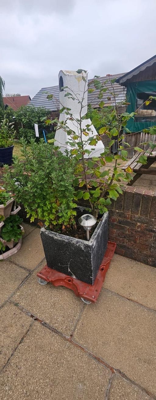 Buy & Sell Cliffe Woods Medway - Kent - Photos for Lemon hazelnut and walnut plant