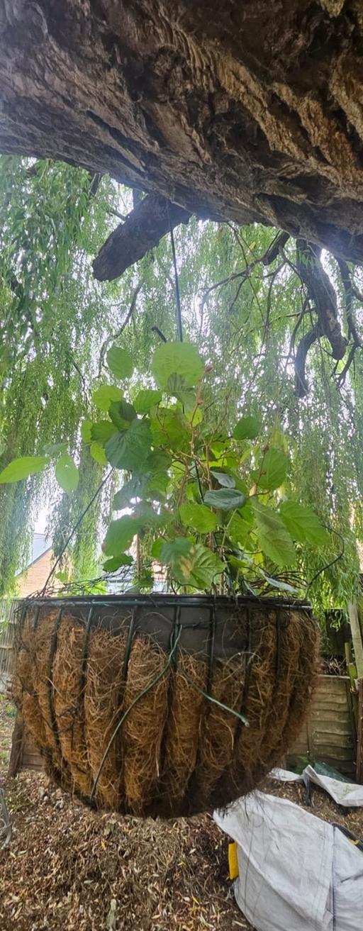 Buy & Sell Cliffe Woods Medway - Kent - Photos for Hanging basket plant