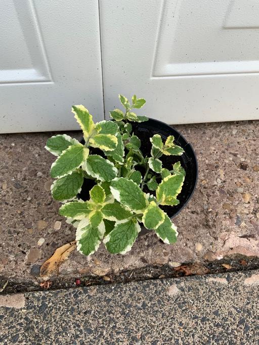 Buy & Sell Stirchley Birmingham - Photos for Pineapple Mint