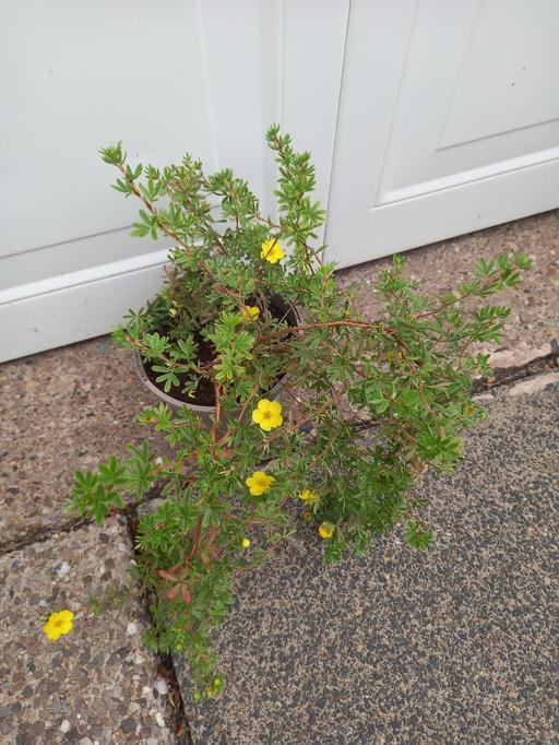 Buy & Sell Stirchley Birmingham - Photos for Shrub Potenilla Fruiticosa sunset