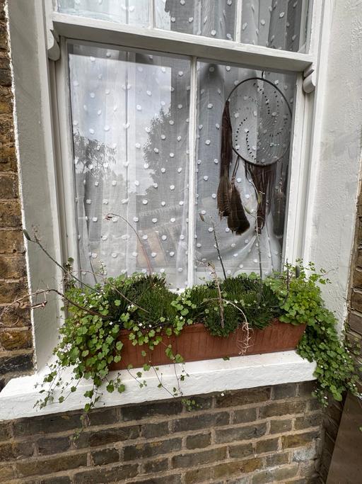 Buy & Sell Lambeth South West London - Photos for Window box with succulents