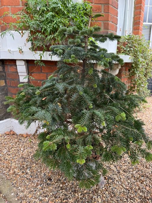 Buy & Sell Lambeth South West London - Photos for Christmas Tree