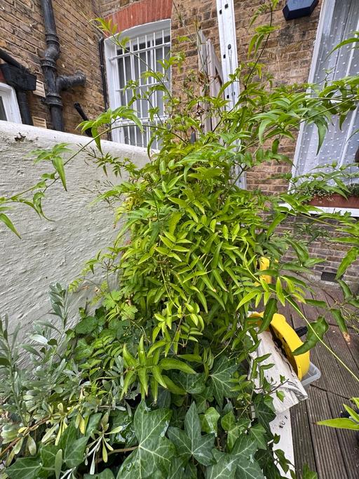 Buy & Sell Lambeth South West London - Photos for Large Jasmine Plant