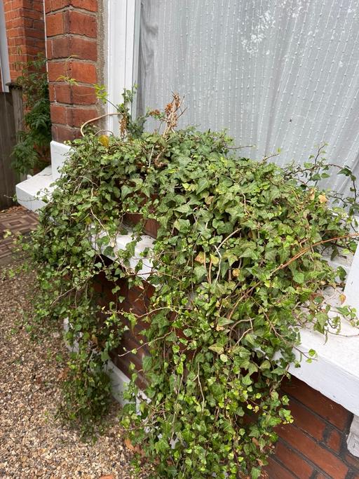 Buy & Sell Lambeth South West London - Photos for Large Terracotta Window box with Ivy