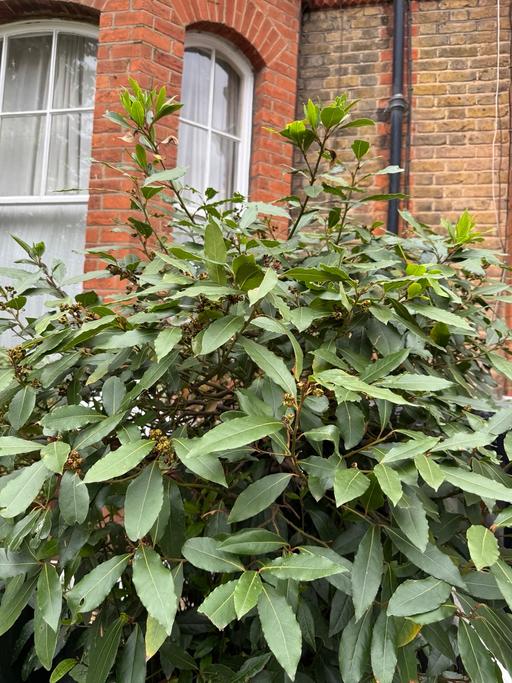 Buy & Sell Lambeth South West London - Photos for Large Bay Tree