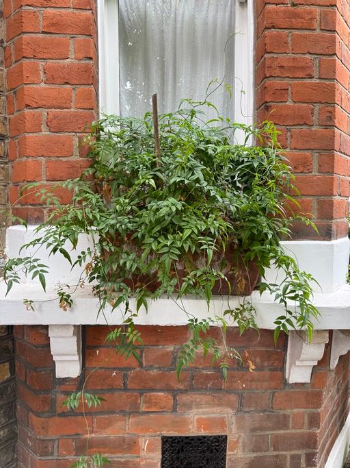 Buy & Sell Lambeth South West London - Photos for Small Teracotta Window Box with Jasmine Plant