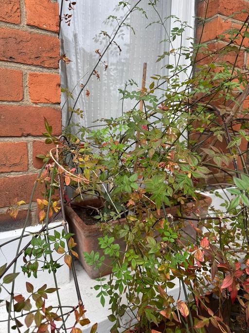 Buy & Sell Lambeth South West London - Photos for Small Terracotta Window Box with Jasmine
