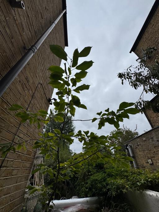 Buy & Sell Lambeth South West London - Photos for 6ft Cherry Tree in Pot