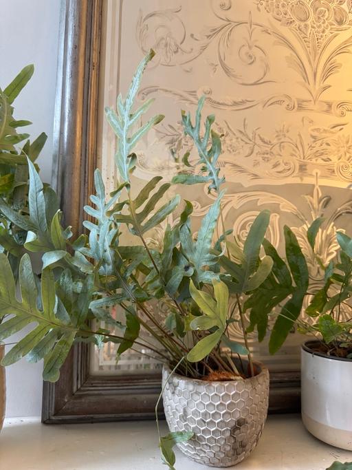Buy & Sell Lambeth South West London - Photos for House plant in pot £7 pink and £5 white. 