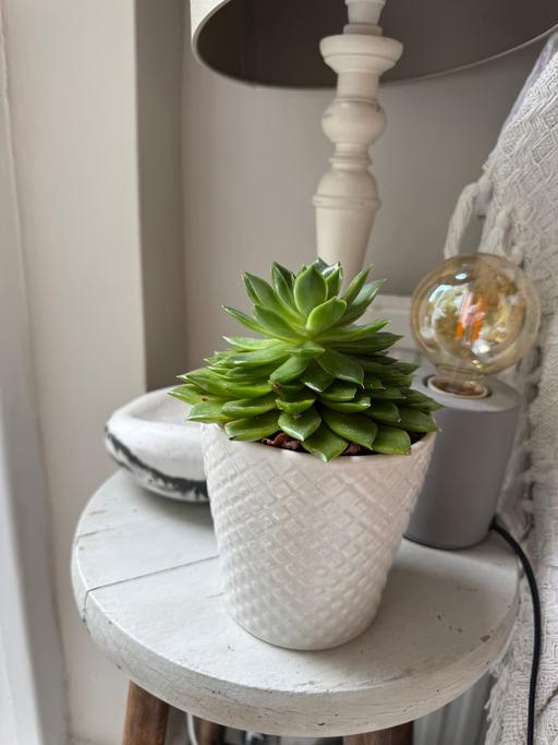 Buy & Sell Lambeth South West London - Photos for Succulent in White Pot